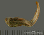 Ochmacanthus flabelliferus FMNH 53263 holo d